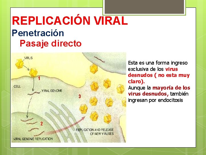 REPLICACIÓN VIRAL Penetración Pasaje directo Esta es una forma ingreso exclusiva de los virus