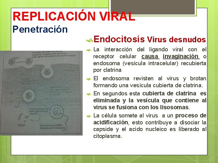 REPLICACIÓN VIRAL Penetración Endocitosis Virus desnudos La interacción del ligando viral con el receptor