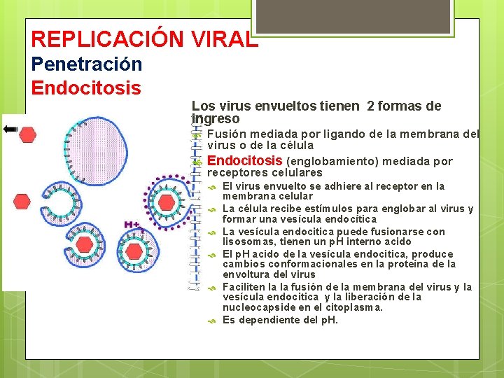 REPLICACIÓN VIRAL Penetración Endocitosis Los virus envueltos tienen 2 formas de ingreso Fusión mediada