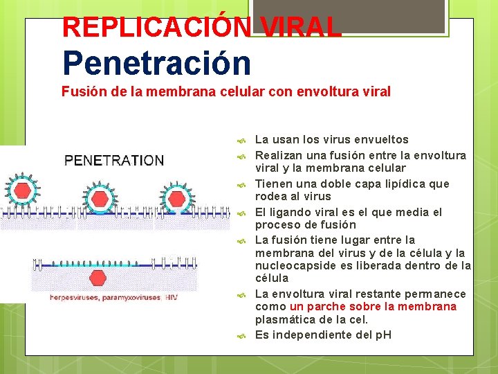 REPLICACIÓN VIRAL Penetración Fusión de la membrana celular con envoltura viral La usan los
