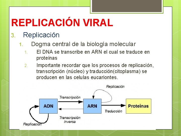 REPLICACIÓN VIRAL Replicación 3. Dogma central de la biología molecular 1. 1. 2. El