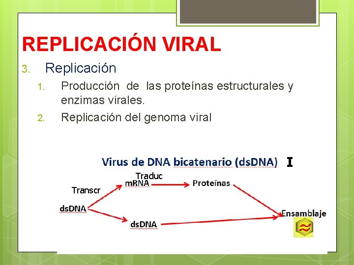REPLICACIÓN VIRAL Replicación 3. 1. 2. Producción de las proteínas estructurales y enzimas virales.