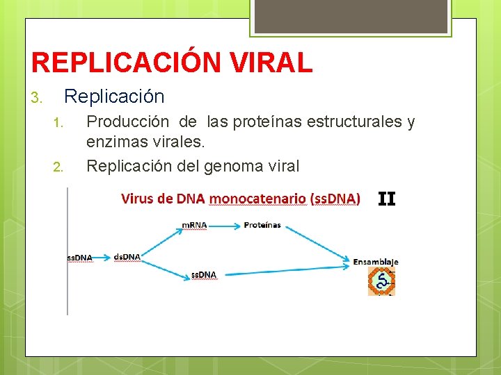 REPLICACIÓN VIRAL Replicación 3. 1. 2. Producción de las proteínas estructurales y enzimas virales.