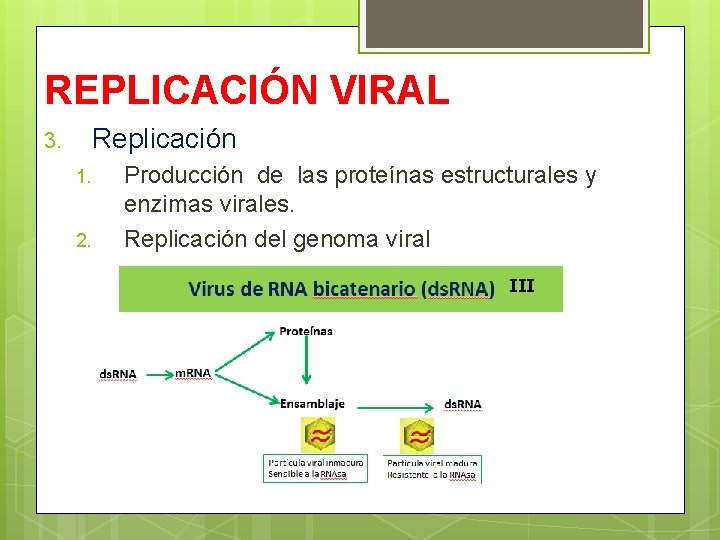 REPLICACIÓN VIRAL Replicación 3. 1. 2. Producción de las proteínas estructurales y enzimas virales.