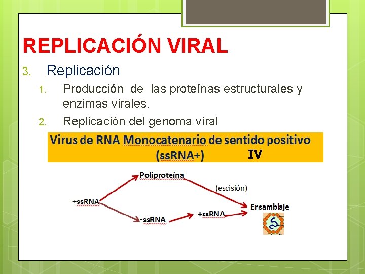REPLICACIÓN VIRAL Replicación 3. 1. 2. Producción de las proteínas estructurales y enzimas virales.