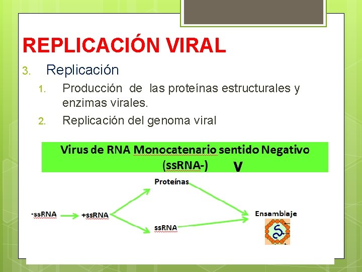 REPLICACIÓN VIRAL Replicación 3. 1. 2. Producción de las proteínas estructurales y enzimas virales.