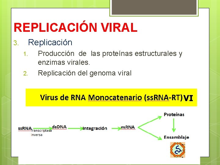 REPLICACIÓN VIRAL Replicación 3. 1. 2. Producción de las proteínas estructurales y enzimas virales.