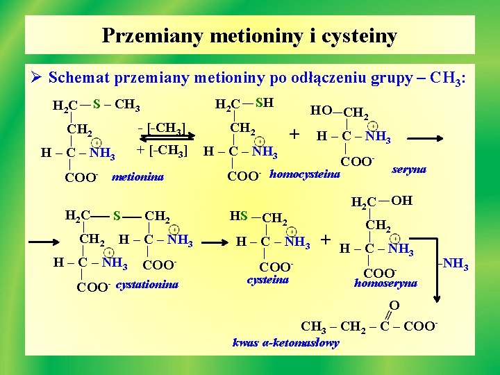 Przemiany Aminokwasw Cz Ii Aminokwasy Dostarczajce Reszty Jednowglowe