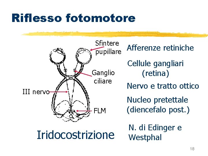 Riflesso fotomotore Sfintere pupillare Afferenze retiniche Ganglio ciliare III nervo FLM Iridocostrizione Cellule gangliari