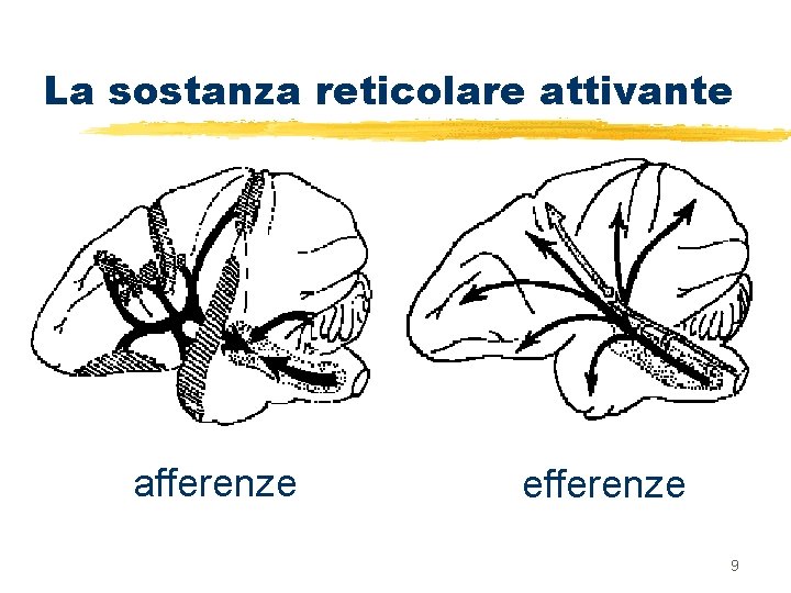 La sostanza reticolare attivante afferenze efferenze 9 