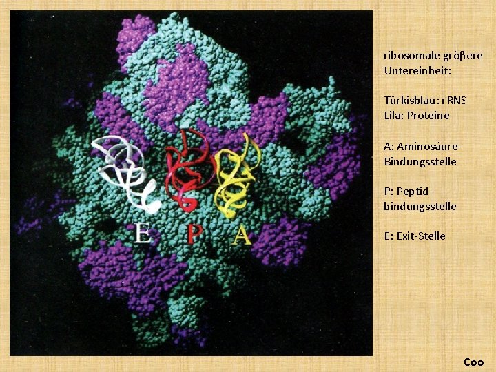 ribosomale gröβere Untereinheit: Türkisblau: r. RNS Lila: Proteine A: Aminosäure. Bindungsstelle P: Peptidbindungsstelle E: