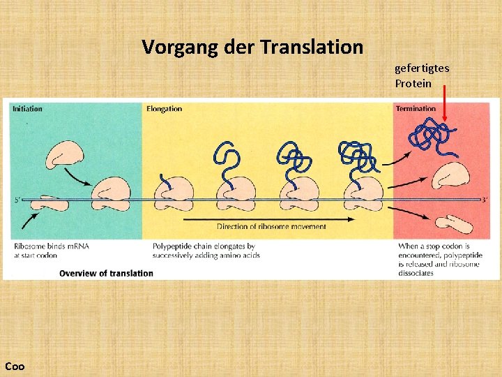 Vorgang der Translation gefertigtes Protein Coo 