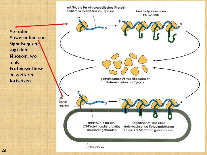 Ab- oder Anwesenheit von Signalsequenz sagt dem Ribosom, wo muß Proteinsynthese im weiteren fortsetzen.