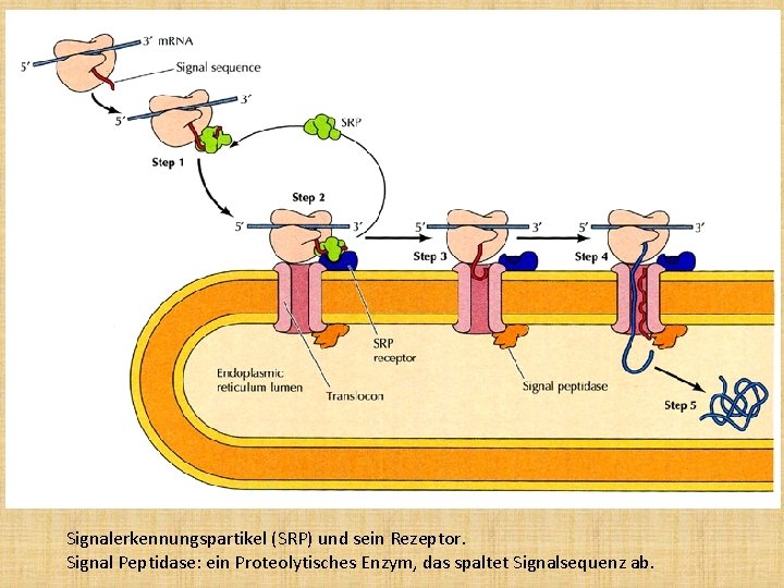 Signalerkennungspartikel (SRP) und sein Rezeptor. Signal Peptidase: ein Proteolytisches Enzym, das spaltet Signalsequenz ab.