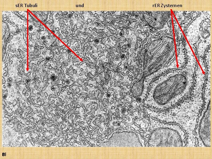 s. ER Tubuli Bl und r. ER Zysternen 