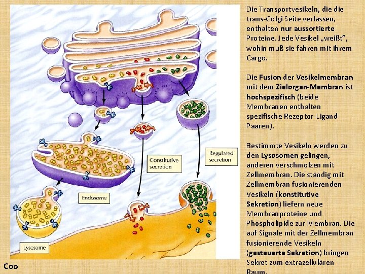 Die Transportvesikeln, die trans-Golgi Seite verlassen, enthalten nur aussortierte Proteine. Jede Vesikel „weißt”, wohin