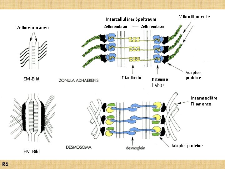 Interzellulärer Spaltraum Zellmembranen EM-Bild Zellmembran Mikrofilamente Zellmembran E-Kadherin Katenine (a, b, g) Adapterproteine Intermediäre