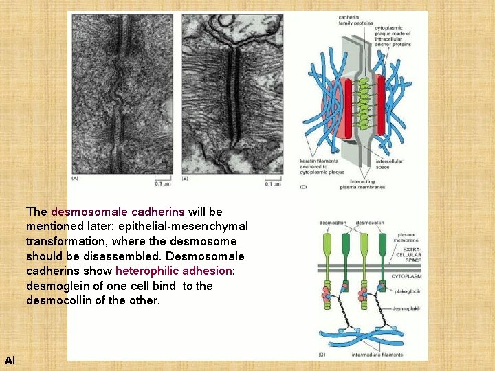 The desmosomale cadherins will be mentioned later: epithelial-mesenchymal transformation, where the desmosome should be