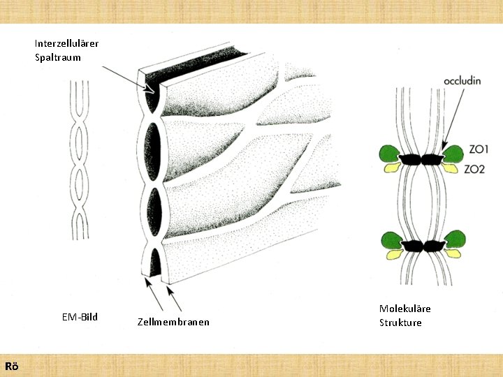 Interzellulärer Spaltraum EM-Bild Rö Zellmembranen Molekuläre Strukture 