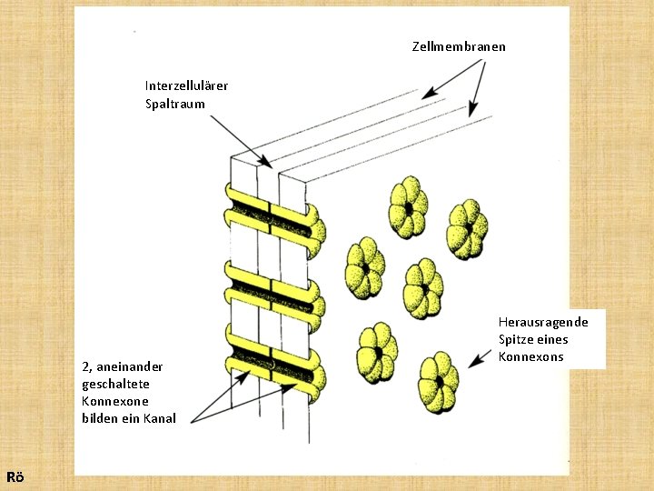 Zellmembranen Interzellulärer Spaltraum 2, aneinander geschaltete Konnexone bilden ein Kanal Rö Herausragende Spitze eines