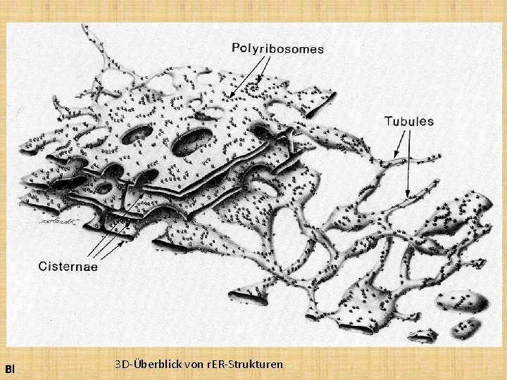 Bl 3 D-Überblick von r. ER-Strukturen 