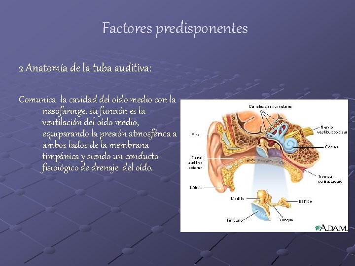Factores predisponentes 2. Anatomía de la tuba auditiva: Comunica la cavidad del oído medio