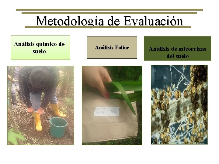 Metodología de Evaluación Análisis químico de suelo Análisis Foliar Análisis de micorrizas del suelo