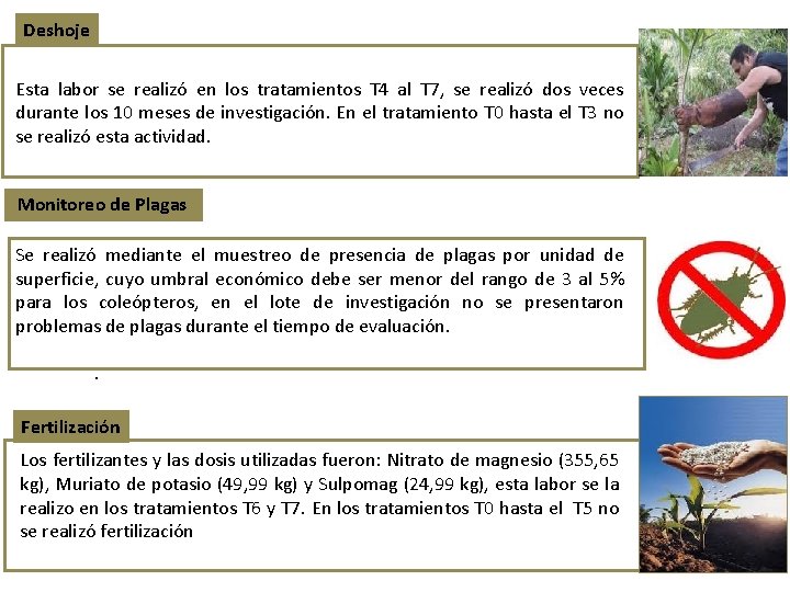 Deshoje Esta labor se realizó en los tratamientos T 4 al T 7, se