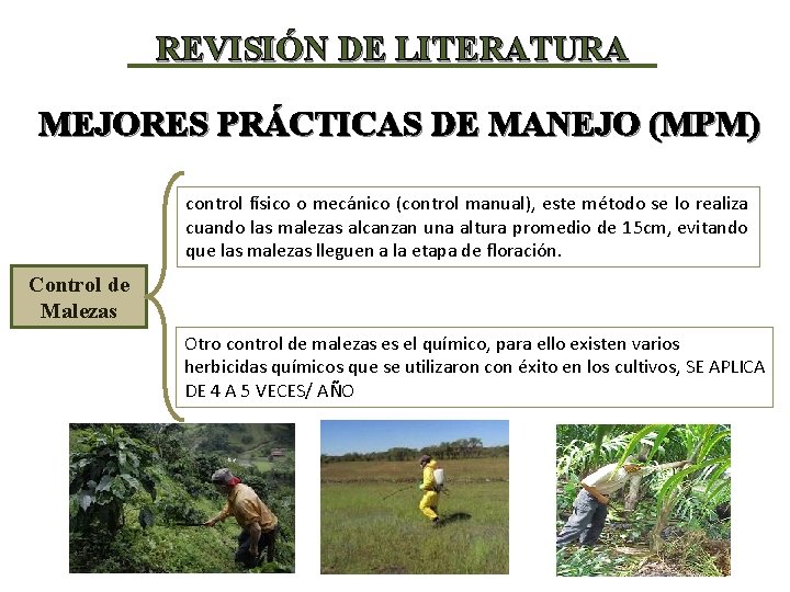 REVISIÓN DE LITERATURA MEJORES PRÁCTICAS DE MANEJO (MPM) control físico o mecánico (control manual),