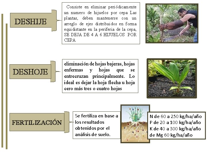  Consiste en eliminar periódicamente DESHIJE DESHOJE FERTILIZACIÓN un numero de hijuelos por cepa