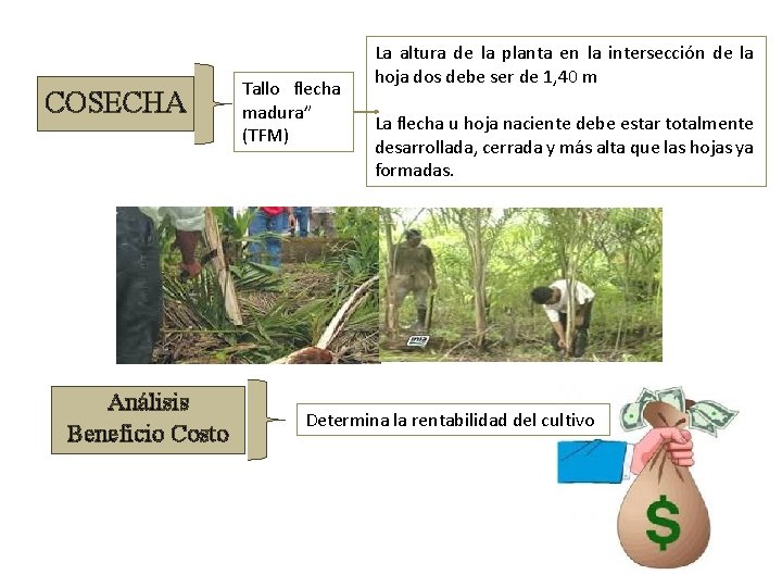 COSECHA Tallo flecha madura” (TFM) Análisis Beneficio Costo La altura de la planta en