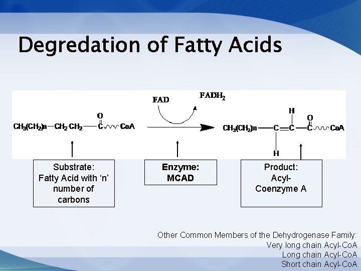 Degredation of Fatty Acids Substrate: Fatty Acid with ‘n’ number of carbons Enzyme: MCAD Degredation of Fatty Acids Substrate: Fatty Acid with ‘n’ number of carbons Enzyme: MCAD