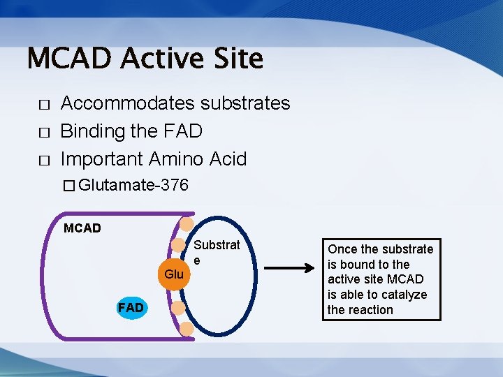 MCAD Active Site � � � Accommodates substrates Binding the FAD Important Amino Acid MCAD Active Site � � � Accommodates substrates Binding the FAD Important Amino Acid