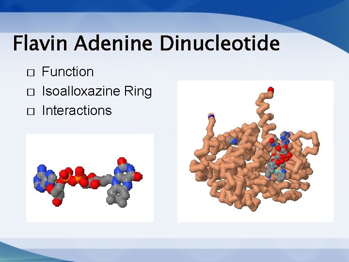 Flavin Adenine Dinucleotide � � � Function Isoalloxazine Ring Interactions Flavin Adenine Dinucleotide � � � Function Isoalloxazine Ring Interactions