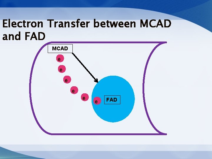 Electron Transfer between MCAD and FAD MCAD e e e FAD Electron Transfer between MCAD and FAD MCAD e e e FAD