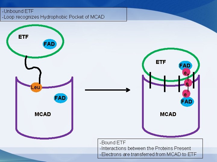 -Unbound ETF -Loop recognizes Hydrophobic Pocket of MCAD ETF FAD ETF e Leu e -Unbound ETF -Loop recognizes Hydrophobic Pocket of MCAD ETF FAD ETF e Leu e