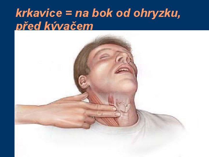 krkavice = na bok od ohryzku, před kývačem 