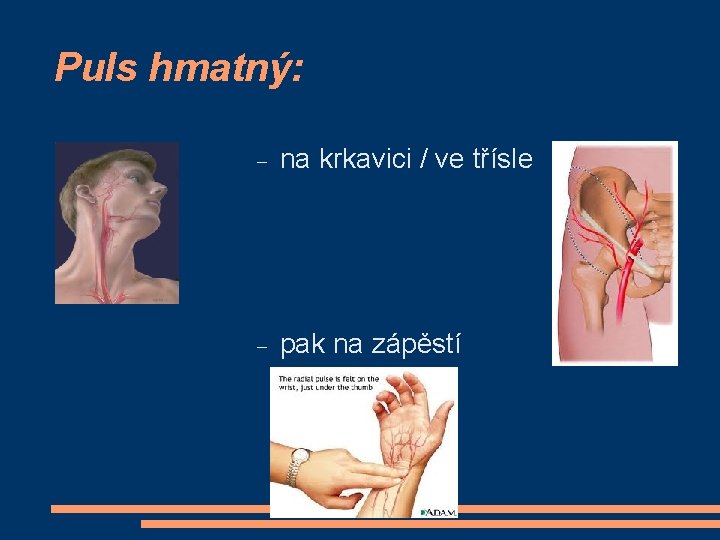 Puls hmatný: na krkavici / ve třísle pak na zápěstí 