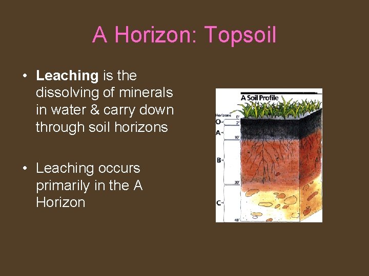 A Horizon: Topsoil • Leaching is the dissolving of minerals in water & carry