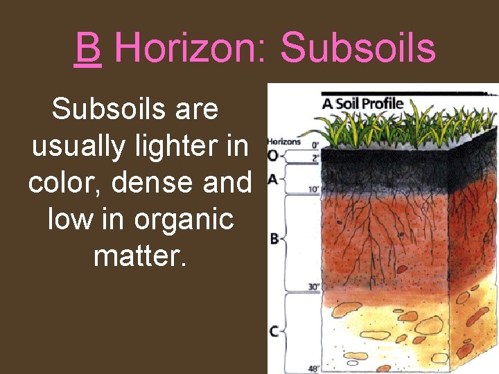 B Horizon: Subsoils are usually lighter in color, dense and low in organic matter.