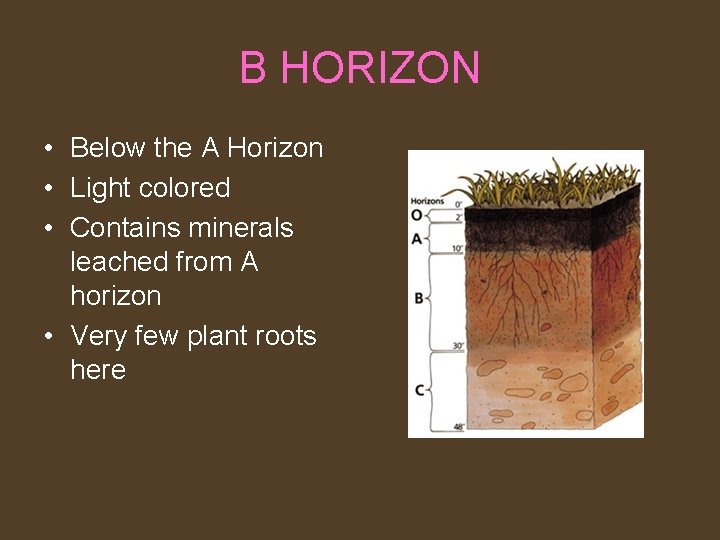 B HORIZON • Below the A Horizon • Light colored • Contains minerals leached