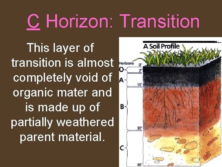 C Horizon: Transition This layer of transition is almost completely void of organic mater