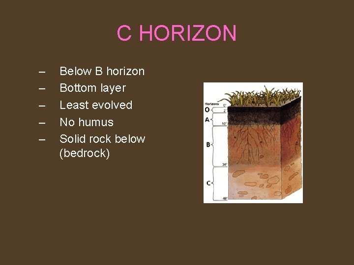 C HORIZON – – – Below B horizon Bottom layer Least evolved No humus
