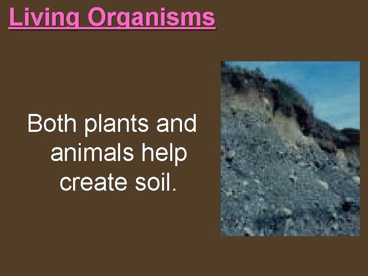 Living Organisms Both plants and animals help create soil. 