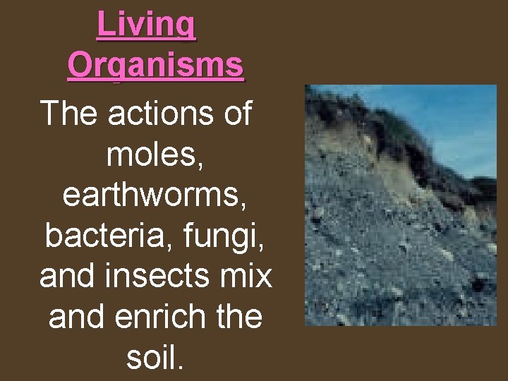 Living Organisms The actions of moles, earthworms, bacteria, fungi, and insects mix and enrich