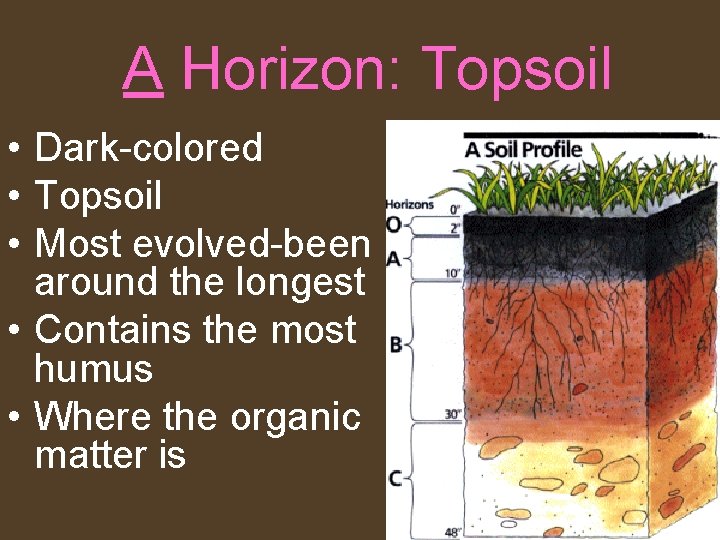 A Horizon: Topsoil • Dark-colored • Topsoil • Most evolved-been around the longest •