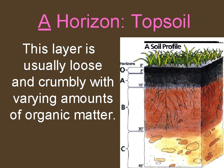 A Horizon: Topsoil This layer is usually loose and crumbly with varying amounts of