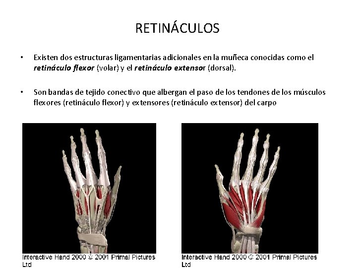 RETINÁCULOS • Existen dos estructuras ligamentarias adicionales en la muñeca conocidas como el retináculo