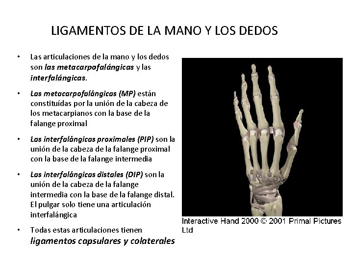 LIGAMENTOS DE LA MANO Y LOS DEDOS • Las articulaciones de la mano y