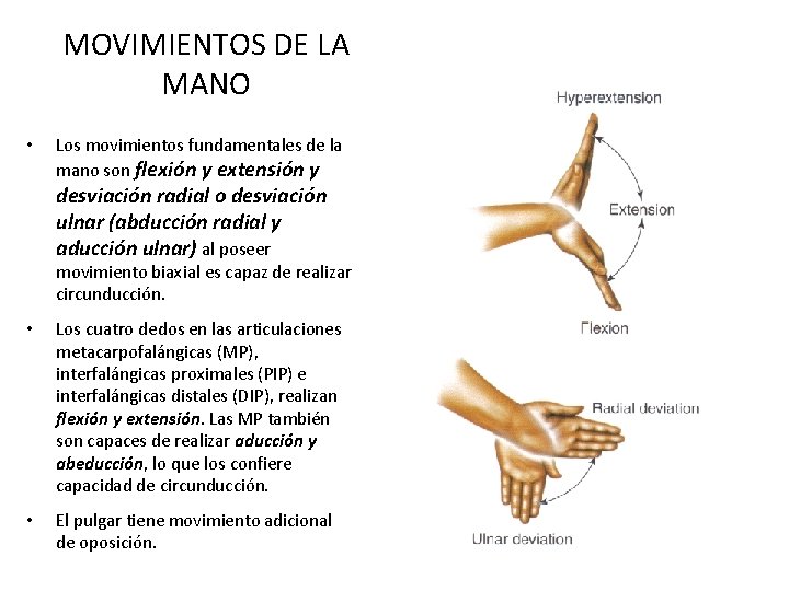 MOVIMIENTOS DE LA MANO • Los movimientos fundamentales de la mano son flexión y